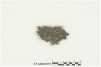 藏品(指葉蘚科)的圖片